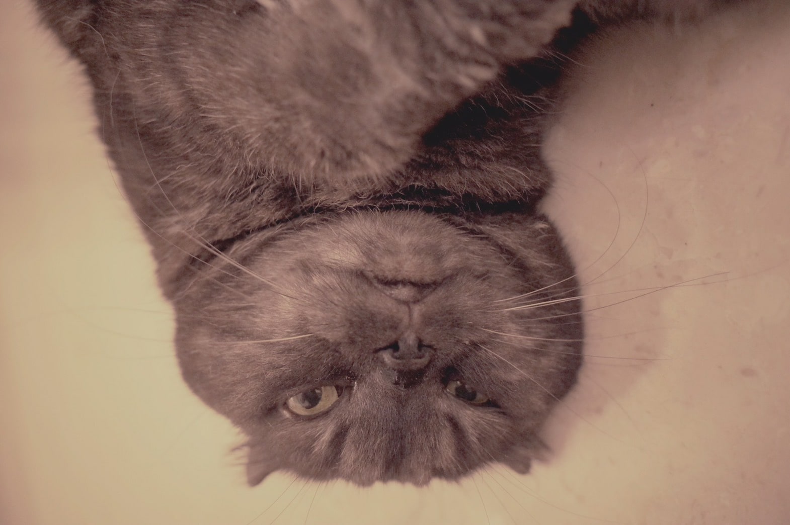 Mii my cat by muska jewelry