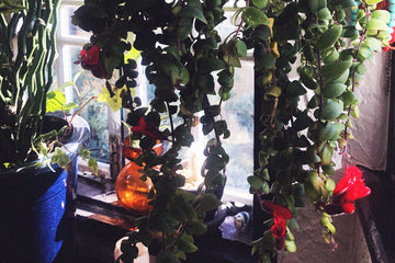 a morning with aeschynanthus by muska jewelry