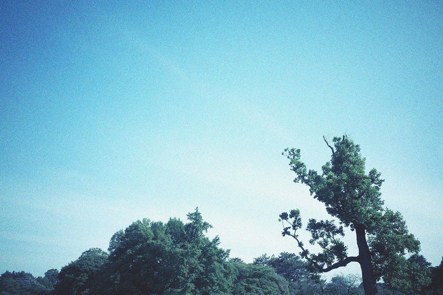 forest and sky muska