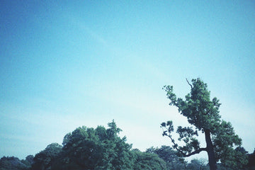 forest and sky muska
