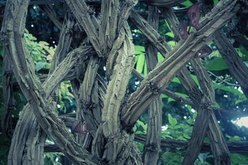 top image forever plants muska