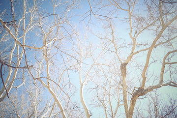 sedona forest by muska jewelry