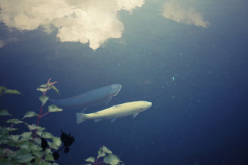 Pond and fish muska