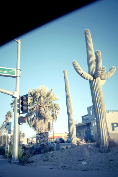 cactus-in-town-by-muska-jewelry