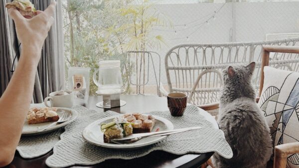 breakfast-with-cat